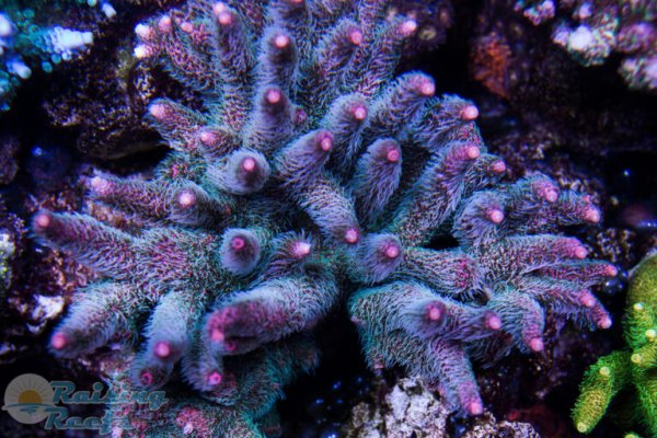 Kraken site